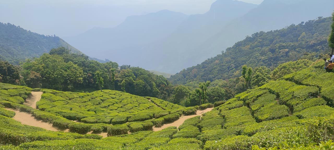 Cochin, Munnar, Thekkady & Alleppey - Tour