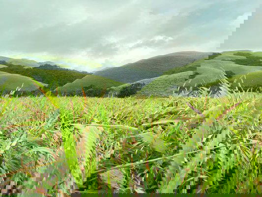 Bandaje Falls Trek - Tour