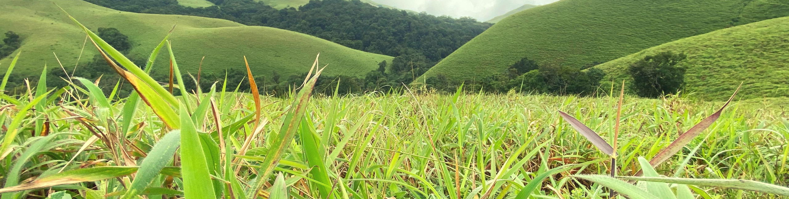 Bandaje Falls Trek - Tour