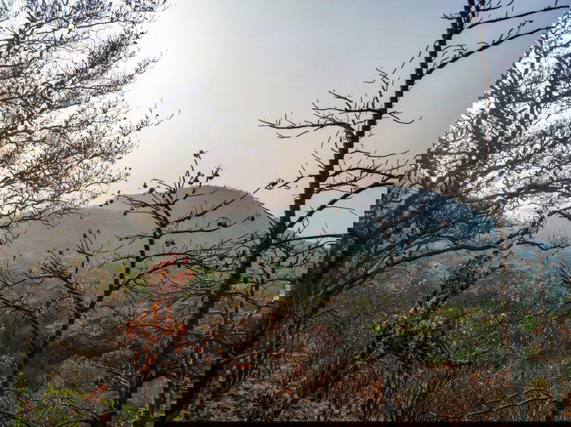 Chinaga Betta Day Trek - Tour