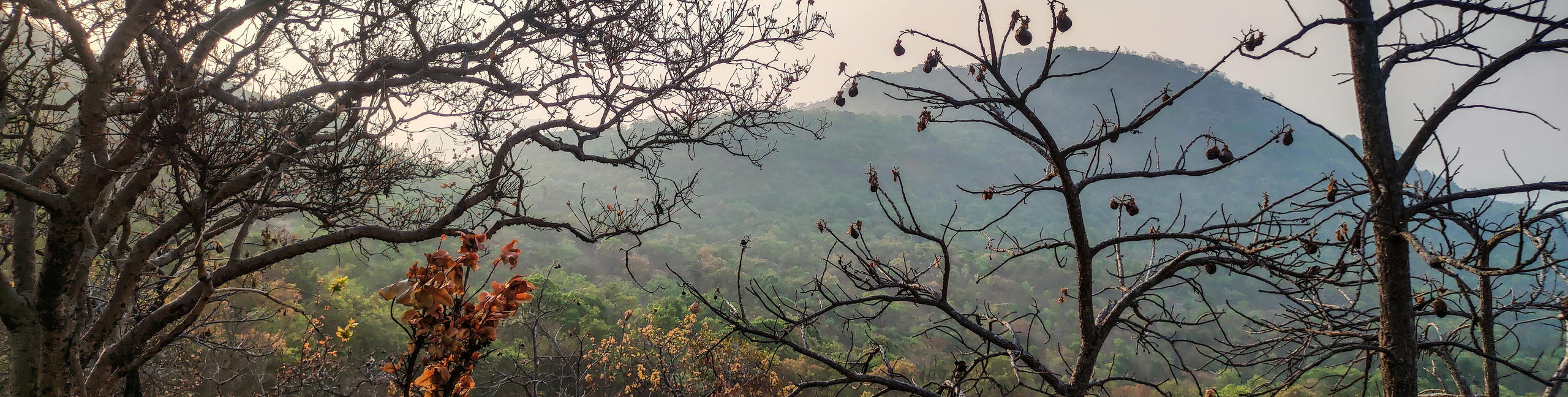 Chinaga Betta Day Trek - Tour