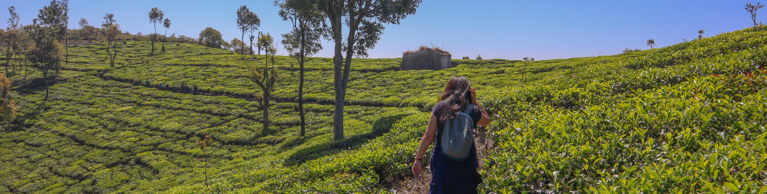 Kotagiri Trek, Ooty - Tour