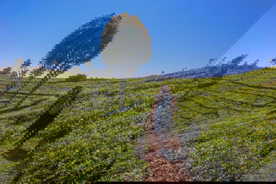 Kotagiri Trek, Ooty - Tour